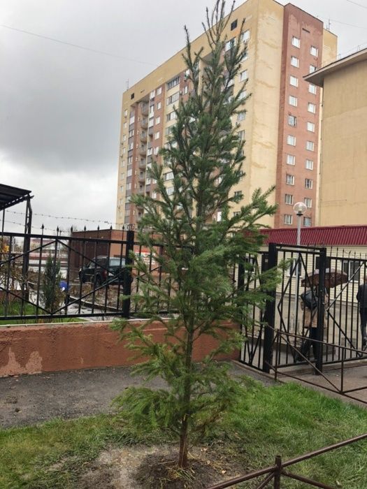 Хвойные для ландшафта Алматы