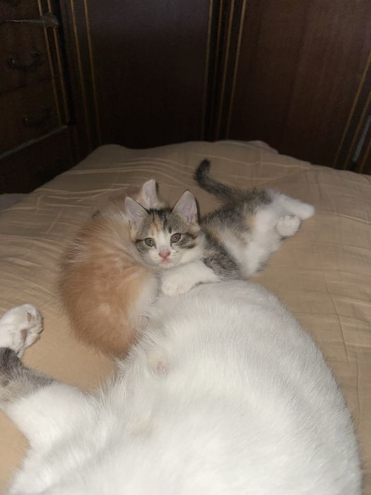 котята в хорошие руки