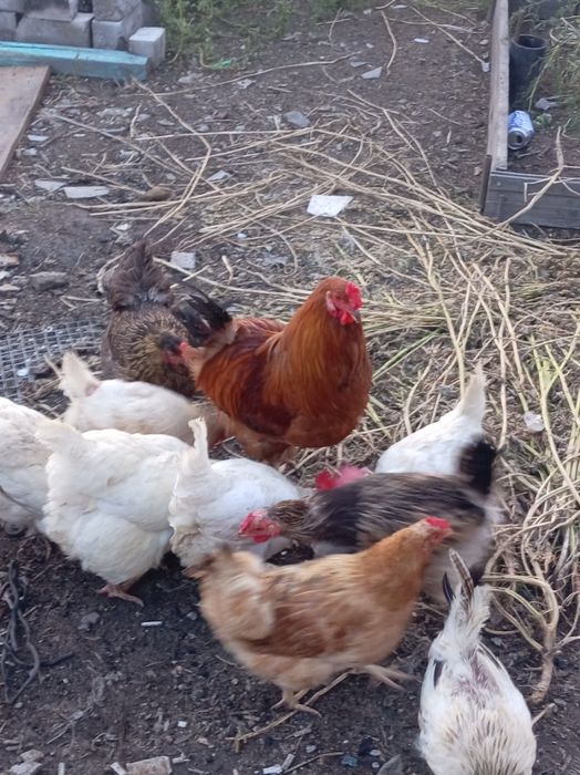 Куры домашние продам.