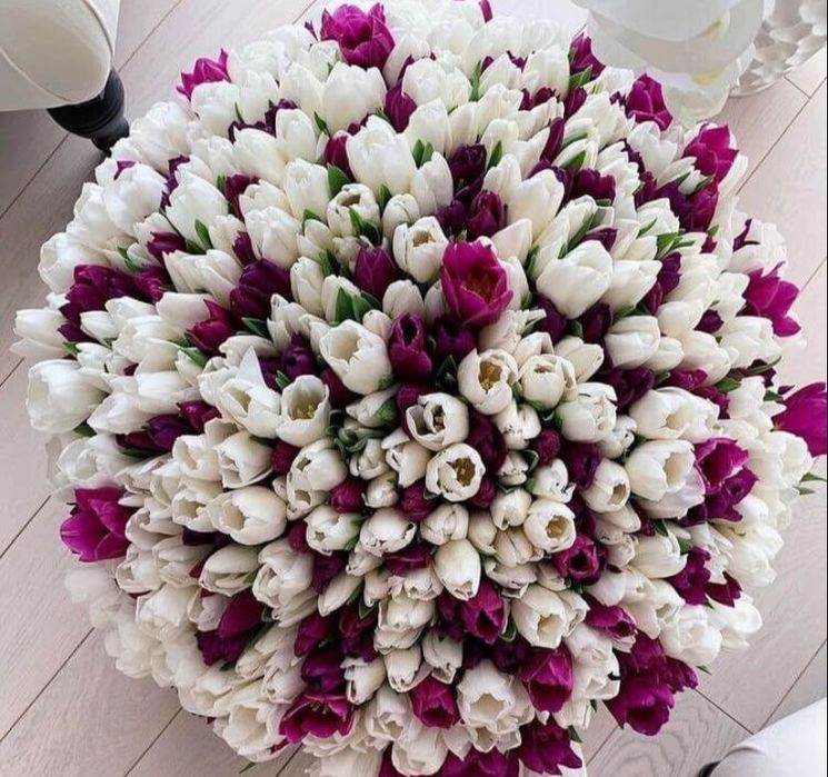 Тюльпаны Голландские