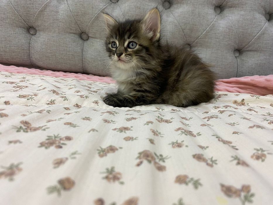 Отдам котëнка кошечка в хорошие руки