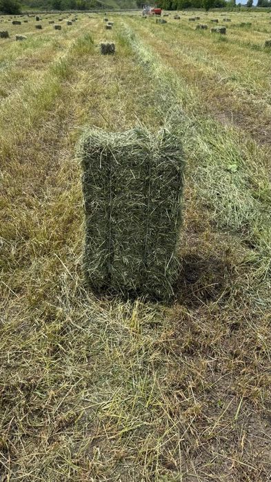 бірінші Кос жаңышқа
