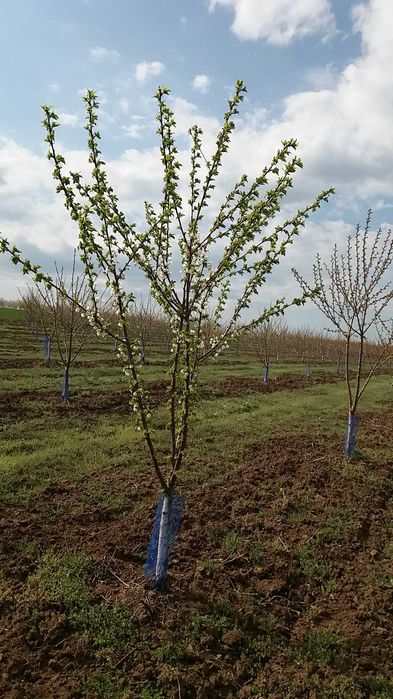 Продава се 11 дка млада черешова градина