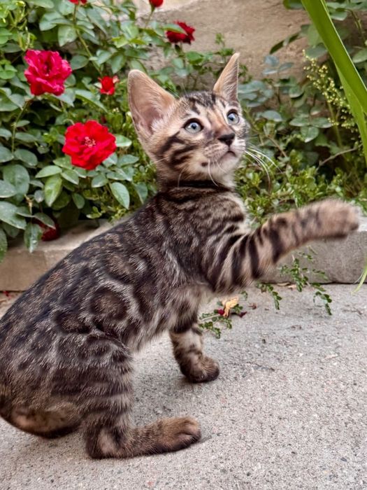 Бенгальский котёнок