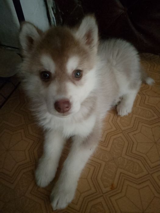 Щенок Хаска Продам