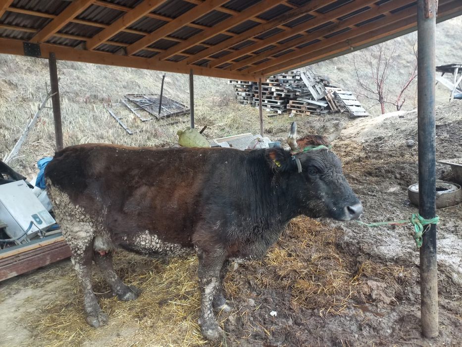 Сиыр Корова қол баққан үйдің сиыры