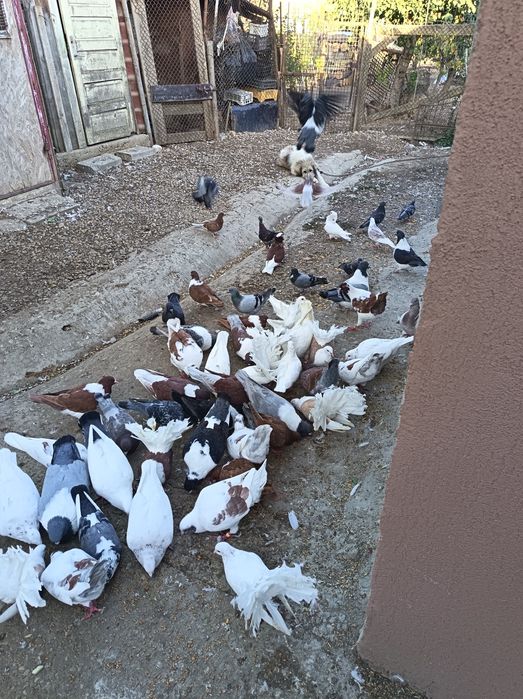 Vând sau schimb Porumbei Stroaseri de talie mare, texani și floretin