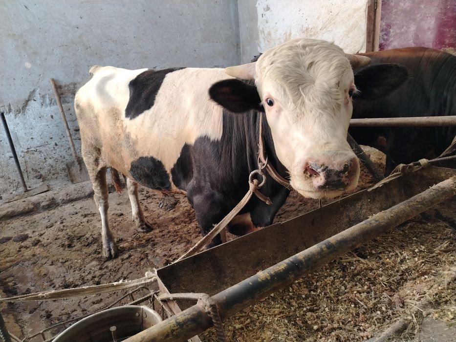 Новвос мол кизил