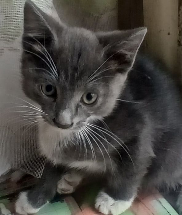 животные котята крысыловы