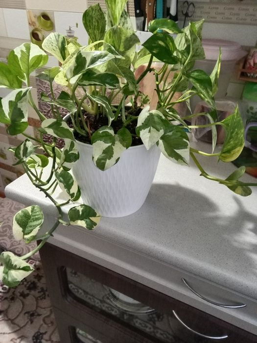 Эпипремнум цветок продам