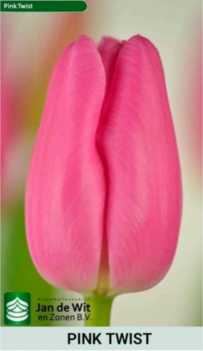 Шикарные тюльпаны к 8 марта