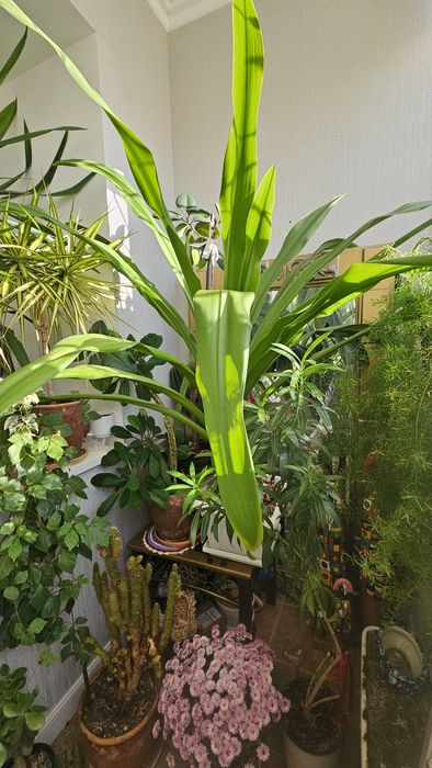 ДЛЯ БОЛЬШИХ ПОМЕЩЕНИЙ !!!   Продам ,диаметр 150 см