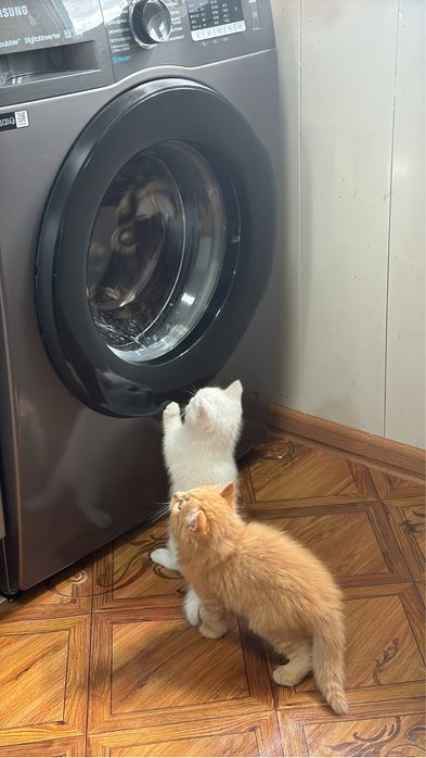 Отдам котенка в добрые руки ! Котенок глухой !!