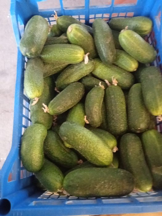 Castraveți de salată