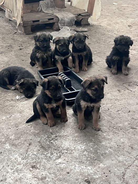 Отдам даром в хорошие руки