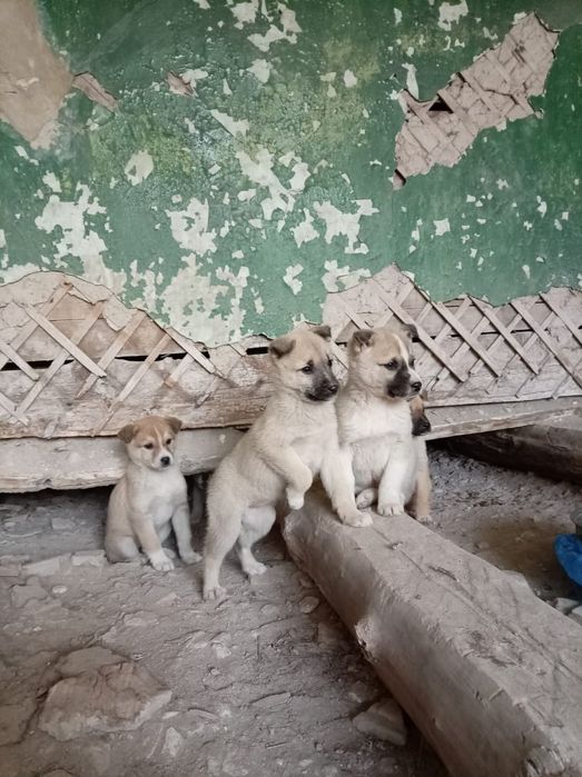 Срочно ищут дом! SOS!!!