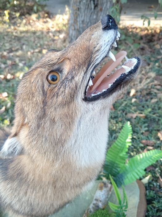 Препариран Чакал продавам