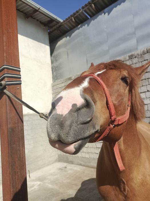 От сотилади, ёши 6+