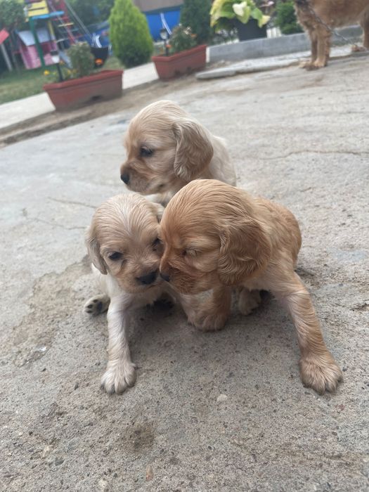 Кокер Шпаньолчета