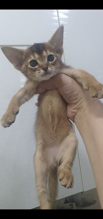 Продаётся Абессинский котята