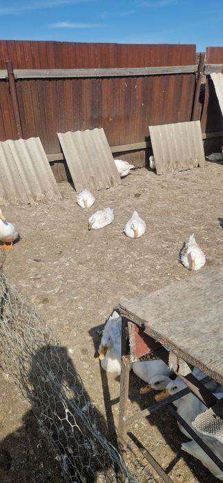 Продам взрослых уток