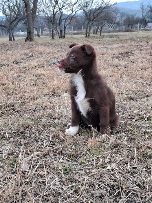 Donam 2 catelusi de talie mica