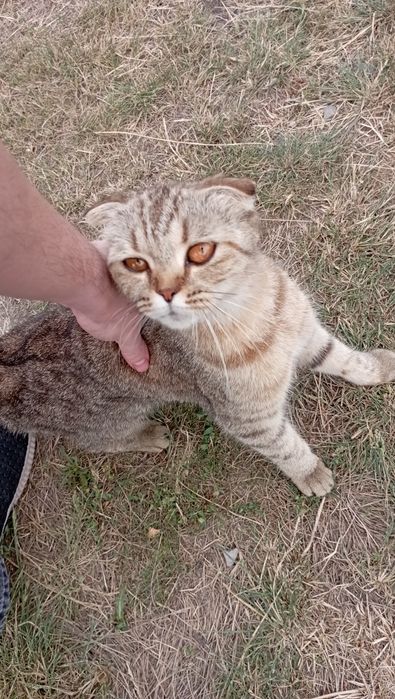 Шотландская вислоухая в добрые и ответственные руки