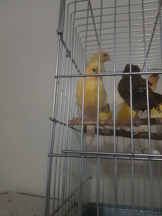 Канарейкаларимиз сотилади