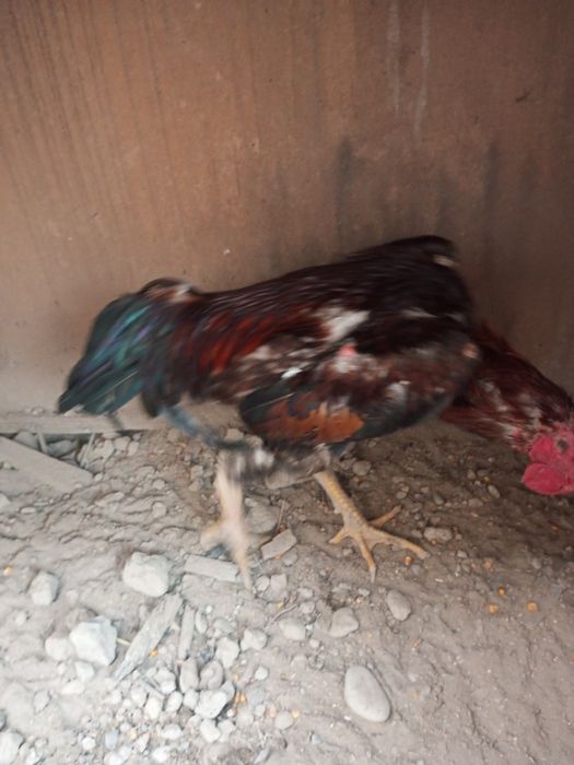 Шалпон хуроз макен