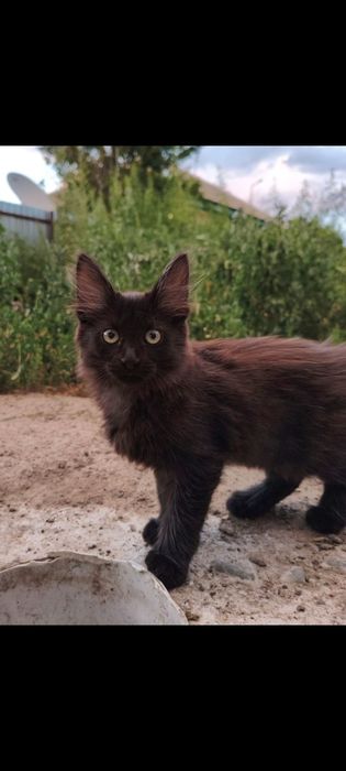 Котенок мальчик, 3 месяца