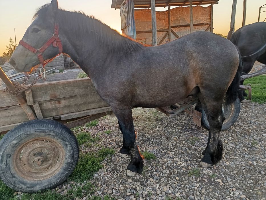 Vând un mânz harmasar de 8 luni