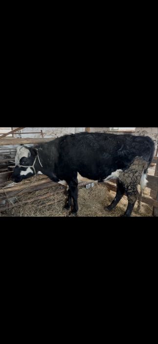 Продам корову стоит на откорме