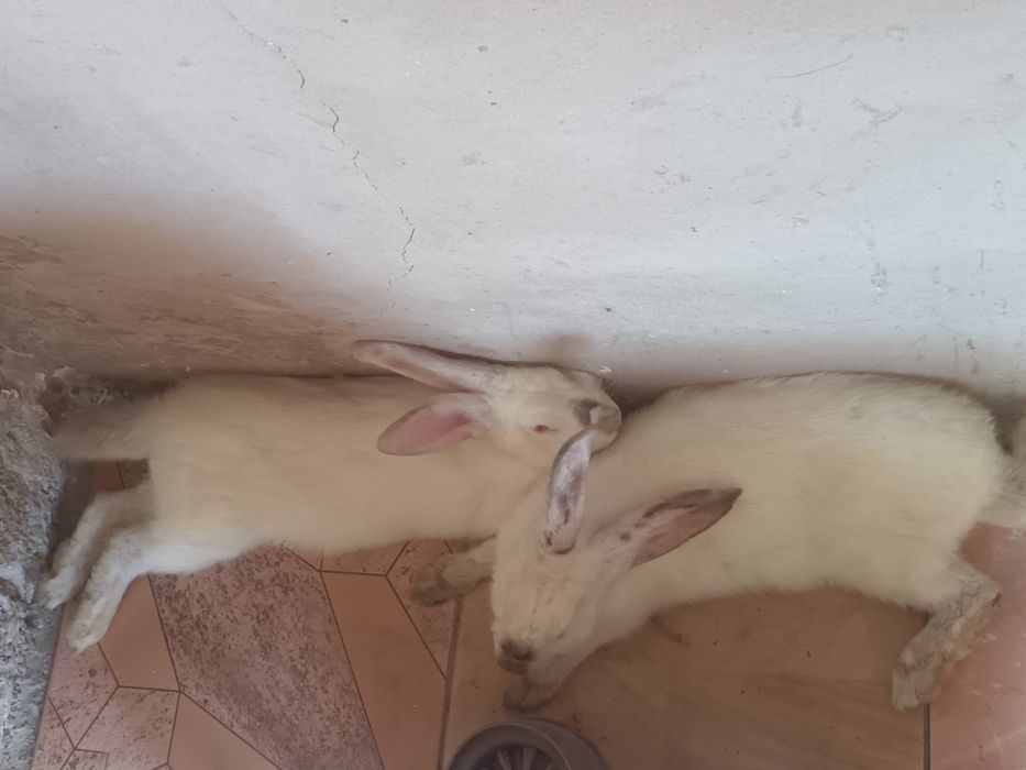 Srocniy quyonla sotiladi