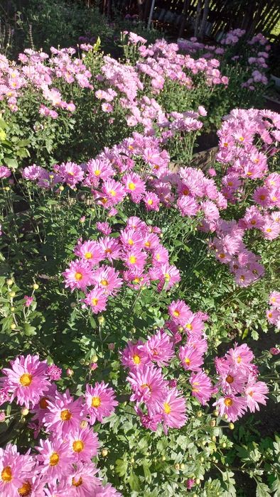 Продам корейские хризантемы