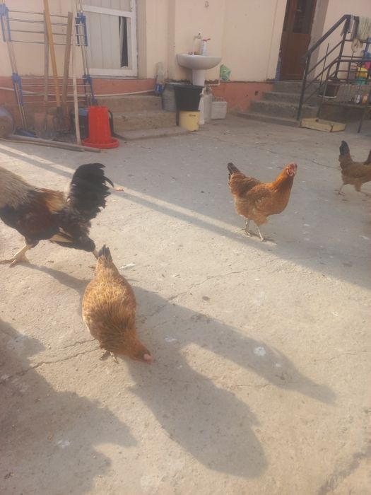 Дамашни товуклар