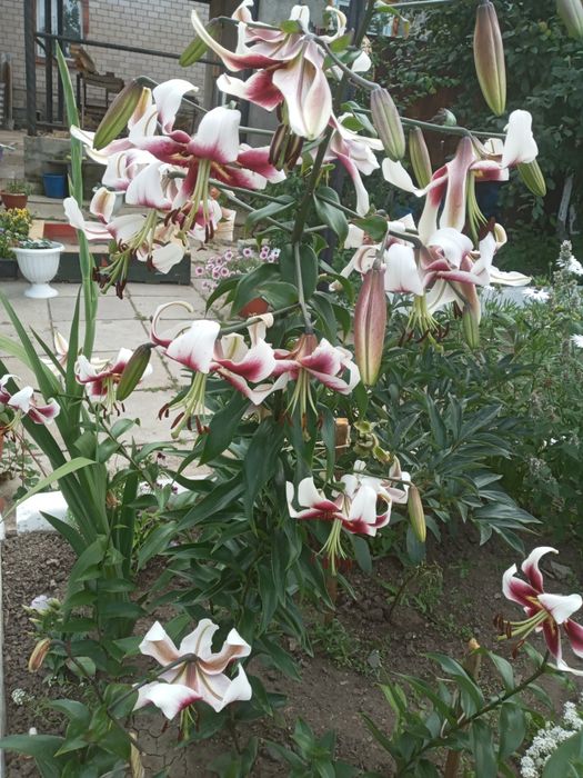 Лилии очень красивые