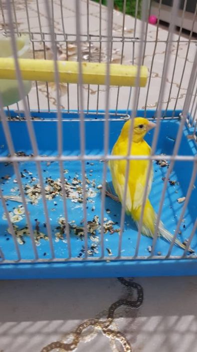 Хар хил турдаги канарейкалар бор шу номер оркали саволлар жав