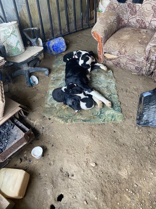 Қоңырау күшіктер сатылады