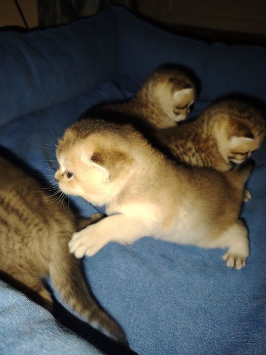 Mushuk sоtilvoti britan shinshilla toza ota va ona ham shinshila