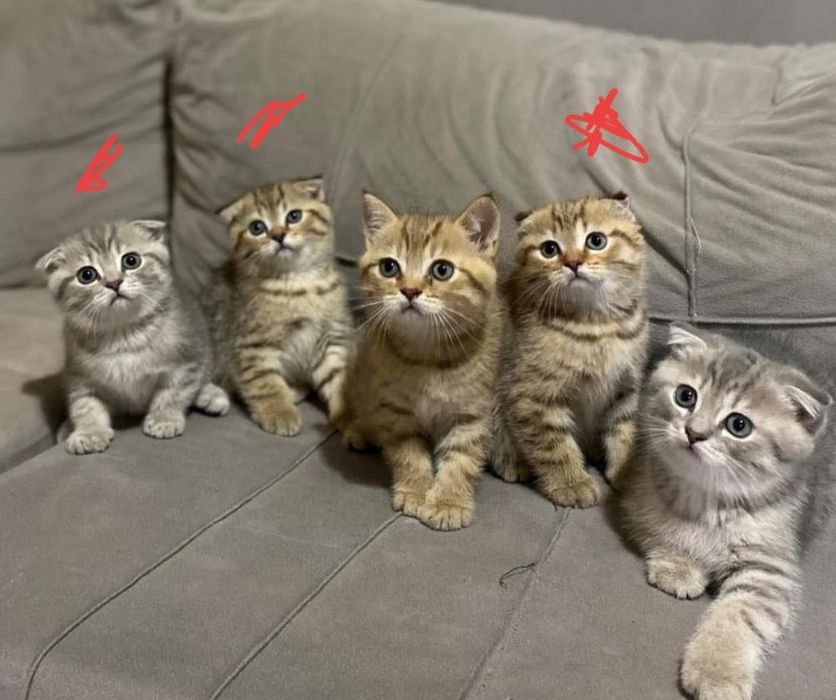 Хорошенькие Котята