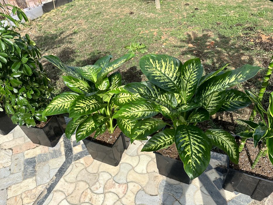 Распродажа! Растение + горшок gul + tuvak для офиса