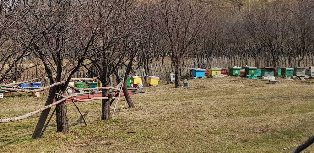 Vând familii albine