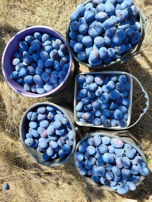 Продавам сливи стенлей