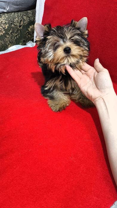 Щенки Йоркширского терьера