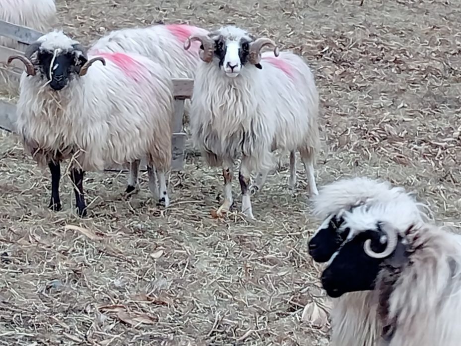 Vând 5 berbeci m-ai multe detalii la telefon