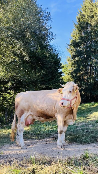 Vaca de vanzare baltata romaneasca
