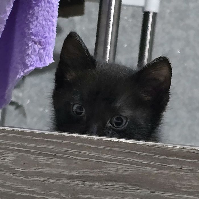 Отдаём котенка в добрые руки
