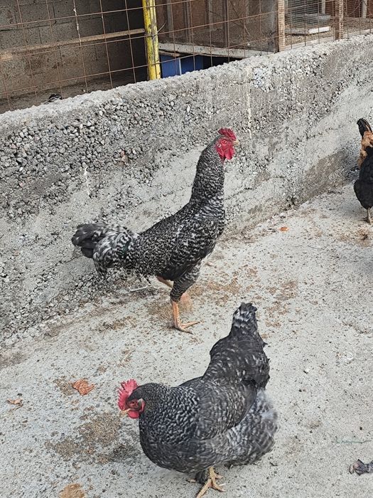 Срочно сатылады жас қораз