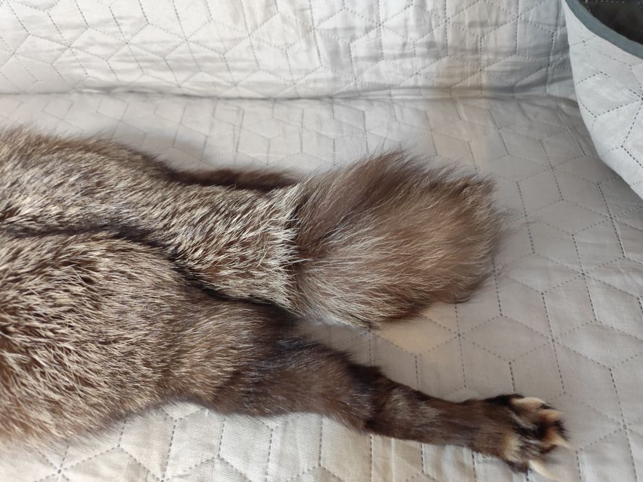 Haina blana vizon si nurca, guler vulpe argintie, caciula blana vulpe