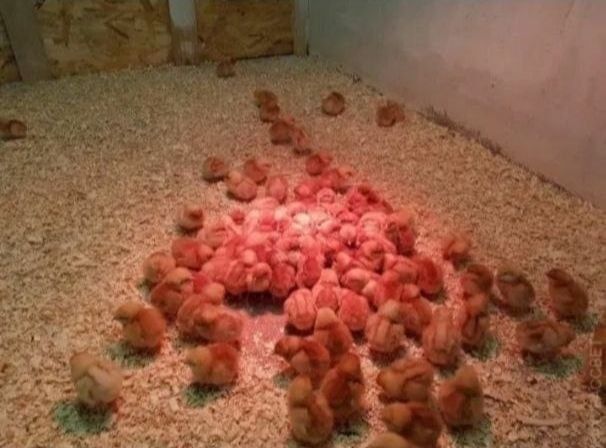 Цыплята корейская несушка...